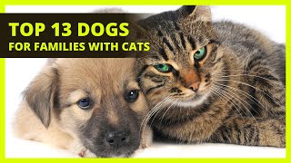 BEST DOGS FOR FAMILIES WITH CATS |Top 13 breeds to get that are cat friendly by The Pet Pooch Program 8,997 views 2 years ago 7 minutes