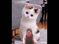 Pusing kepala Mana,Satu Mahu Pulih #cat #Shorts