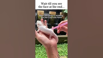 This is why I can’t help but love geckos…