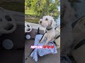 Awww share the puppy love! #puppy #lake #dreamlake #viral #doglife #fypシ゚viral #cute #subscribe
