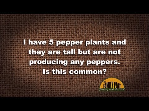 Video: Pepparplantan producerar inte - skäl till att pepparplantan saknar blommor eller frukt