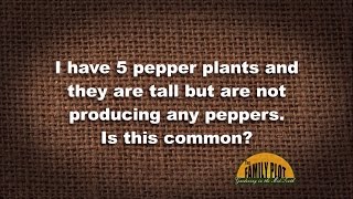 Q&A - Why are my peppers not producing?