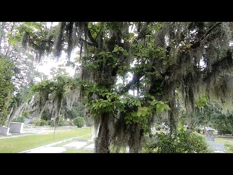 Video: Info Lumut Usnea - Pelajari Tentang Lumut Usnea Di Lanskap