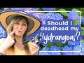 Why You Should Deadhead Hydrangeas! | Cranbury Fields Flower Farm