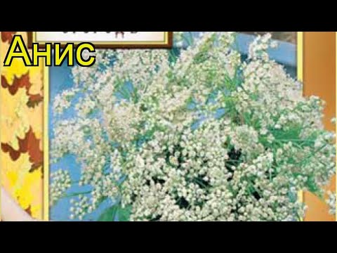 Анис . Краткий обзор: Анис описание характеристик, где купить семена