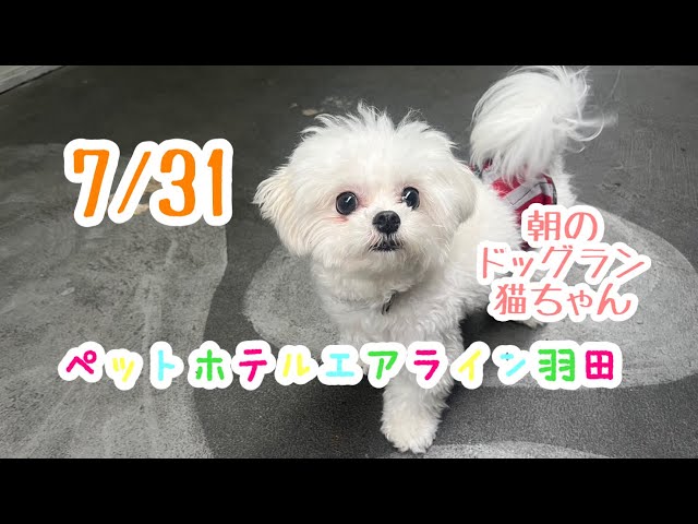 7/31 こねこねこ様 7/31 こねこねこ様