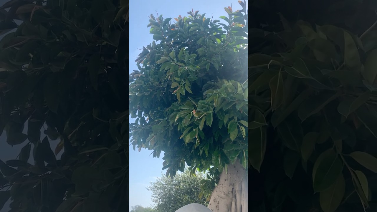 А так растет фикус 😮 And this is how the ficus grows