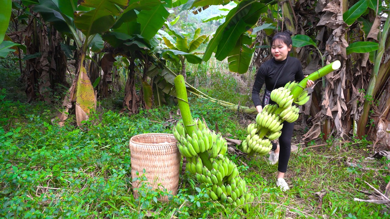 Harvest Big Bananas Go To Market Sell - Building complete and warm ...