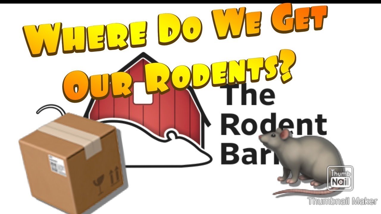 Where Do We Get Our Feeders? YouTube