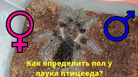 Как определить пол у паука птицееда.