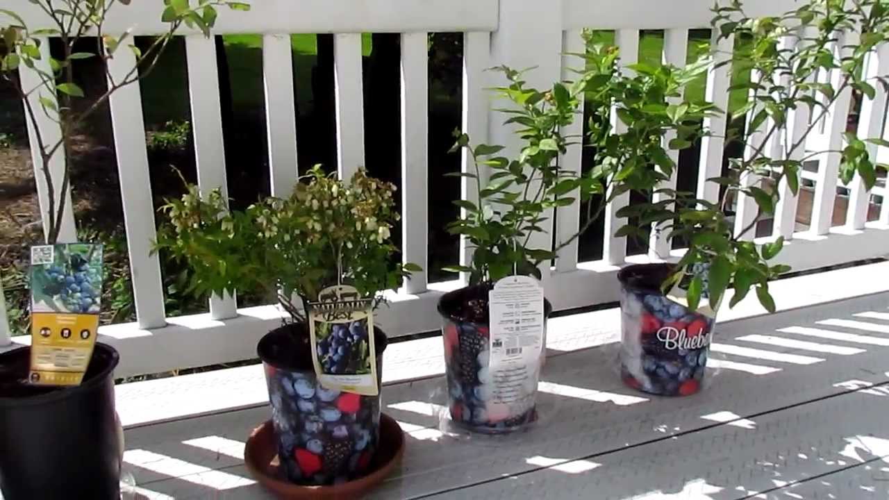 Cheap Blueberry Plants From Fred Meyer and other Kroger stores YouTube