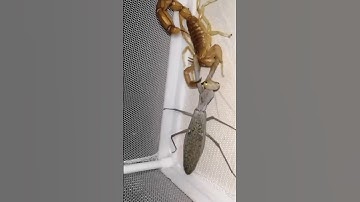 Praying Mantis Vs Scorpion Who