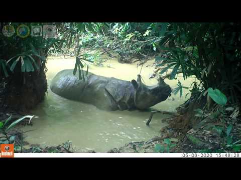 Rare Javan Rhino Rolling in the Mud