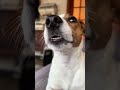 This Dog Can Really Sing🎤