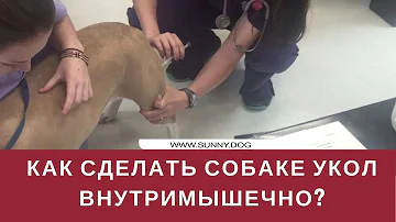 Как сделать прививку собаке внутримышечно