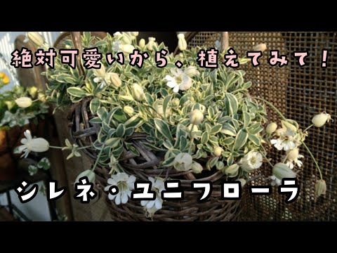 シレネ・ユニフローラ、絶対可愛いから、植えてみて！