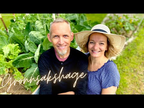 Video: Høste rosenkål – når og hvordan plukke rosenkål