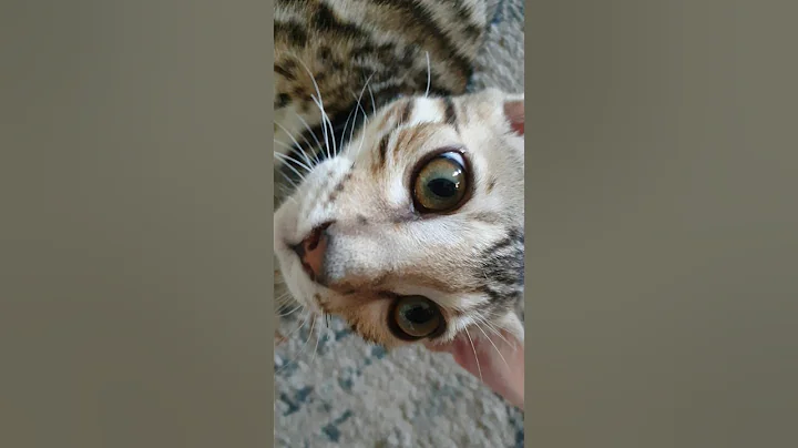 Watch the video about A little cuddle for a big kitten #cat #gatto #bengal #cute #17weeksold