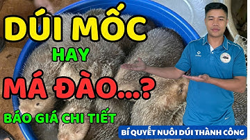 Dúi Mốc Và Dúi Má Đào - Giá Cả Và Lợi Nhuận, Bạn Nên Nuôi Loại Nào?