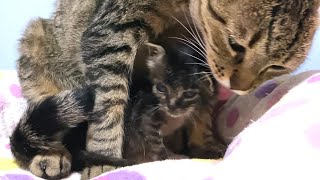 Great love of the older cat who takes care of the kittens who pamper while eating baby food.