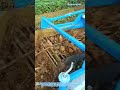Farmers harvest sweet potatoes with this satisfying machine