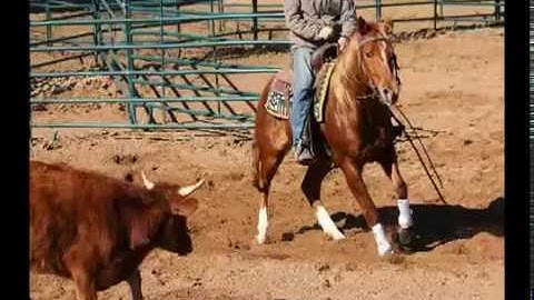 Nitas Kitty Power - Arena Riding & Ranch Sorting