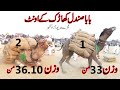 Camel Weightlifting in Pakistan | Akharah Camel weight | Baba Sandal  33 Man,36.10 Man Weightlifting