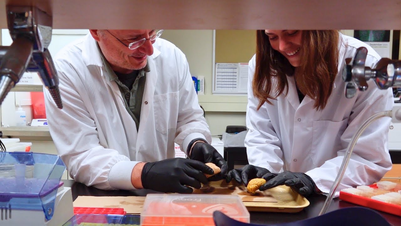 BSc Neuroscience University Of Guelph YouTube BSc Neuroscience University Of Guelph YouTube