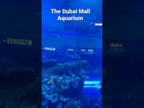 Come & visit Dubai Mall Underwater Zoo