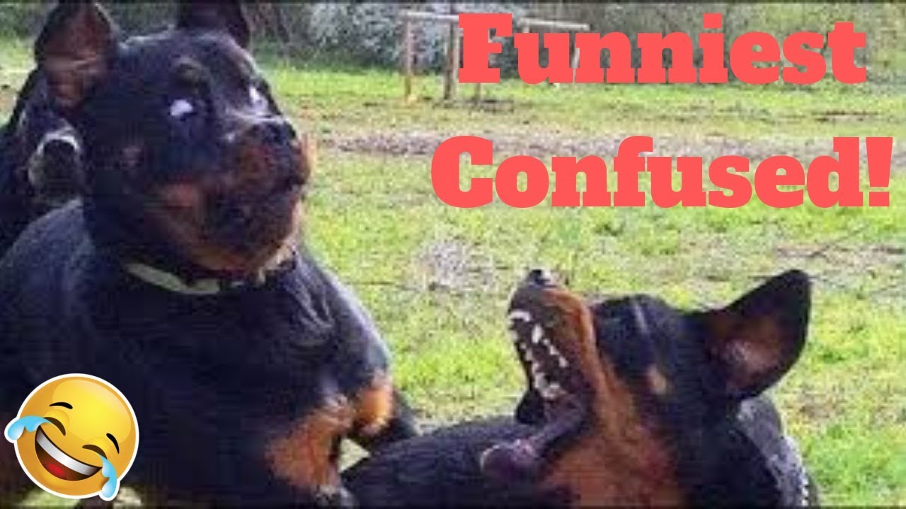 Animals funny videos 2019