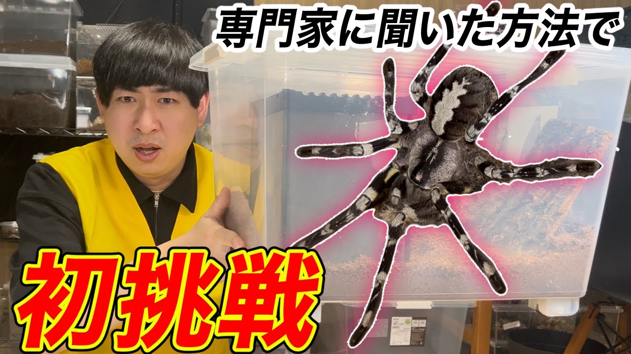 タランチュラ2匹をついに同居させます！！！