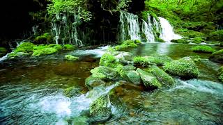Lush Waterfall & River flows In Green Forest. Nature Sounds, Waterfall River. White Noise for Sleep. screenshot 5