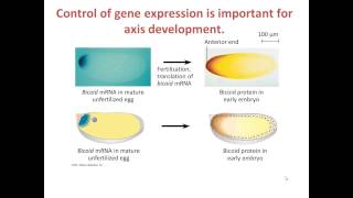 Gene expression