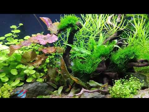Wideo: Oświetlenie akwarium sadzonego