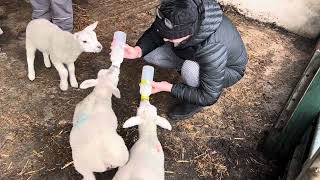 Feeding lambs