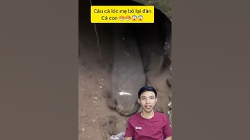 Kỳ lạ cá lóc con bơi theo cá mẹ #cacconvat #docla #fishing