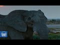 Los elefantes africanos: una codiciada especie que sobrevive así (DOCUMENTAL COMPLETO)