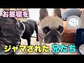 超癒される~末っ子犬に起こされた兄犬たちが可愛すぎるから見て!!