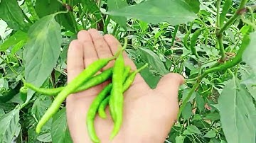 My first ever vlog in my channel ❤️❤️ |first vlog | subscribe and support our channel | Trending