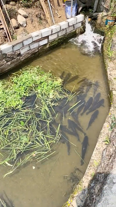 #fish #fishfarming #koi