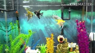40 Gallon Tank | Angel Fish | Gouramis | Crayfish | Synodontis Catfish