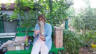 видео: Нові рослини від Green edem і Тетянин сад. 24.09 24 картинка: Нові рослини від Green edem і Тетянин сад. 24.09 24