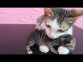 母猫はガリガリですが、一生懸命子育てをしています。