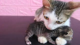 母猫はガリガリですが、一生懸命子育てをしています。 by Neos Home 1,376 views 1 year ago 2 minutes, 31 seconds