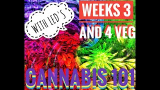 Cannabis 101 Weeks 3 and 4 VEG  Growing Cannabis with LED's for Beginners