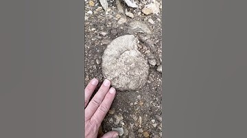 3 AMMONITE FOSSILS uncovered by recent rains North Texas Fossil Hunting #ammonite #fossilhunting