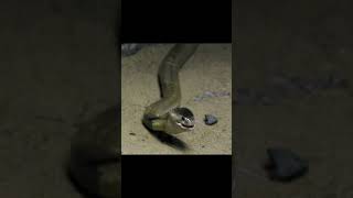 King Cobra Swallow A Little Mouse Shocking