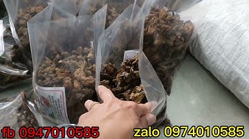 tỉ lệ ngâm nấm ngọc cẩu , giá nấm ngọc cẩu cẩu