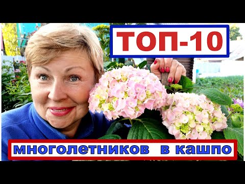 ТОП-10 многолетних цветов, которые можно сажать в контейнерах