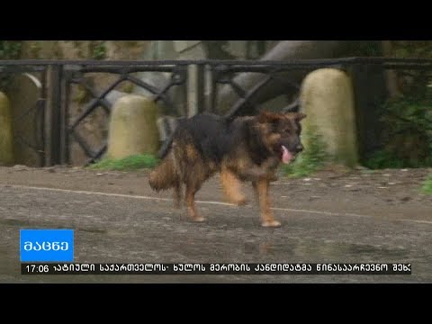 კანონპროექტი შინაური ცხოველების შესახებ